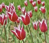 Floricultura em Petrolina